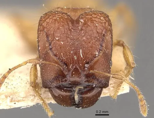 Pheidole aristotelis specimen CASENT0907971 image casent0907971_2