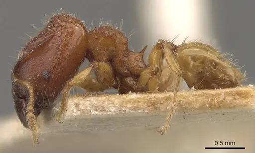 Pheidole aristotelis specimen CASENT0907971 image casent0907971_3