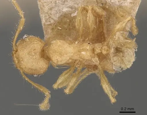 Pheidole aristotelis specimen CASENT0907972 image casent0907972_1