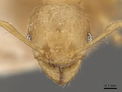 Pheidole aristotelis specimen CASENT0907972 image casent0907972_2