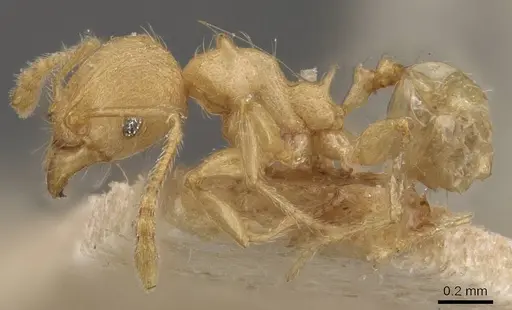 Pheidole aristotelis specimen CASENT0907972 image casent0907972_3