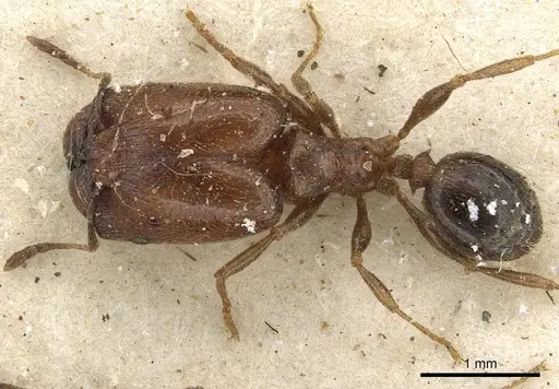 Pheidole arnoldi specimen CASENT0901284 image casent0901284_1