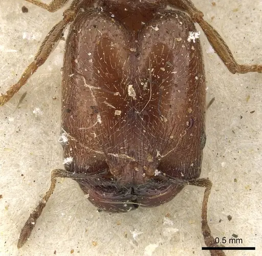 Pheidole arnoldi specimen CASENT0901284 image casent0901284_2