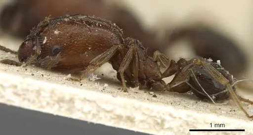 Pheidole arnoldi specimen CASENT0901284 image casent0901284_3