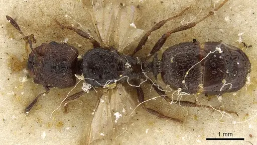 Pheidole arnoldi specimen CASENT0901285 image casent0901285_1