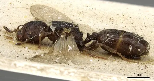 Pheidole arnoldi specimen CASENT0901285 image casent0901285_3