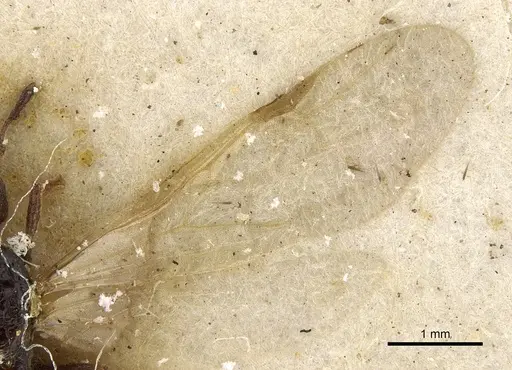 Pheidole arnoldi specimen CASENT0901285 image casent0901285_4