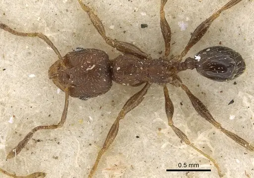 Pheidole arnoldi specimen CASENT0901286 image casent0901286_1