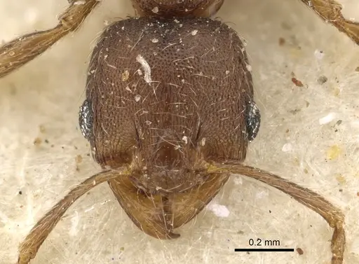 Pheidole arnoldi specimen CASENT0901286 image casent0901286_2