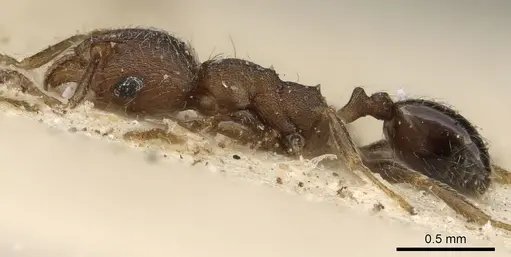 Pheidole arnoldi specimen CASENT0901286 image casent0901286_3