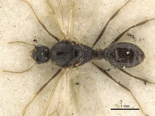 Pheidole arnoldi specimen CASENT0901287 image casent0901287_1