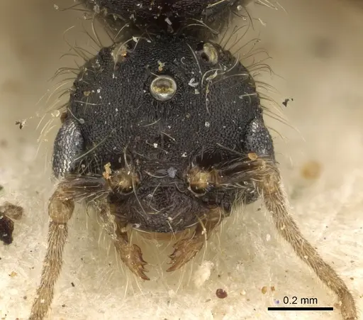 Pheidole arnoldi specimen CASENT0901287 image casent0901287_2