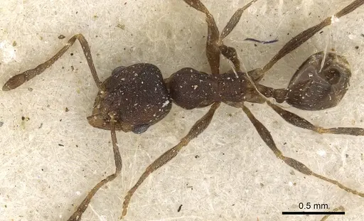 Pheidole arnoldi specimen CASENT0901288 image casent0901288_1