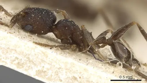 Pheidole arnoldi specimen CASENT0901288 image casent0901288_3