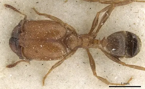 Pheidole arnoldi specimen CASENT0901289 image casent0901289_1