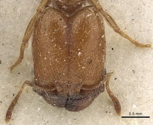Pheidole arnoldi specimen CASENT0901289 image casent0901289_2