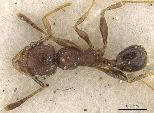 Pheidole arnoldi specimen CASENT0901290 image casent0901290_1