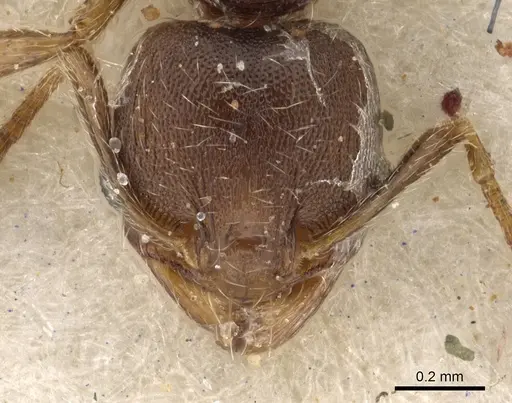 Pheidole arnoldi specimen CASENT0901290 image casent0901290_2