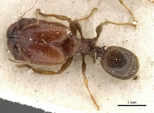 Pheidole arnoldi specimen CASENT0901291 image casent0901291_1