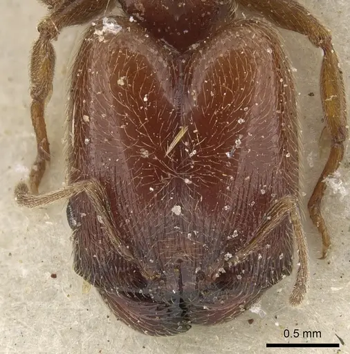 Pheidole arnoldi specimen CASENT0901291 image casent0901291_2