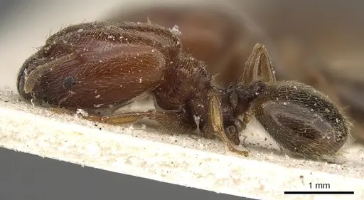 Pheidole arnoldi specimen CASENT0901291 image casent0901291_3