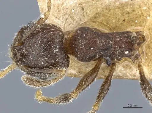 Pheidole arnoldi specimen CASENT0904219 image casent0904219_1