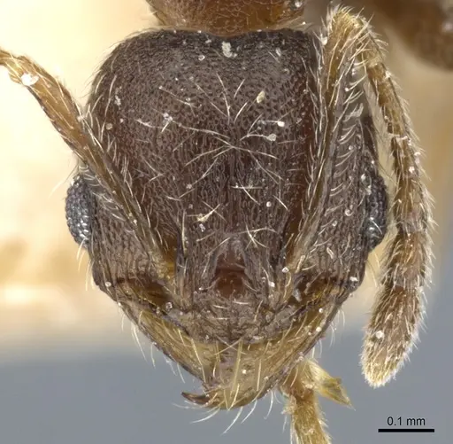 Pheidole arnoldi specimen CASENT0904219 image casent0904219_2