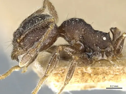 Pheidole arnoldi specimen CASENT0904219 image casent0904219_3