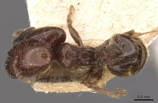 Pheidole arnoldi specimen CASENT0907843 image casent0907843_1