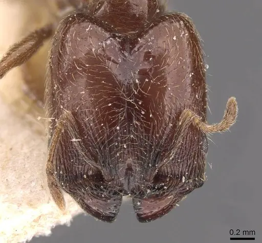Pheidole arnoldi specimen CASENT0907843 image casent0907843_2