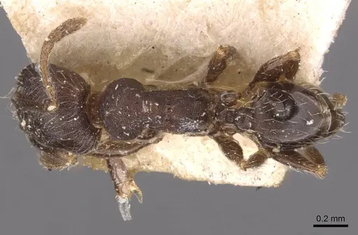 Pheidole arnoldi specimen CASENT0907844 image casent0907844_1