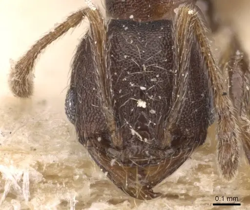 Pheidole arnoldi specimen CASENT0907844 image casent0907844_2