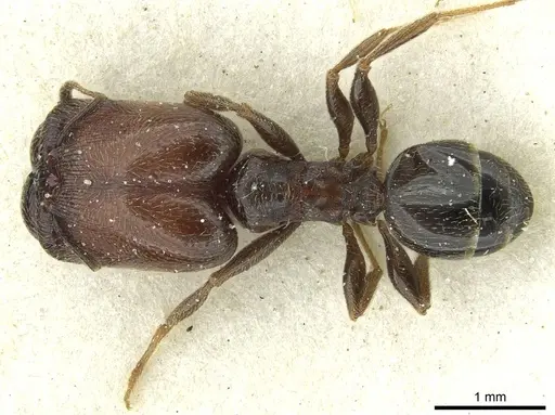Pheidole arnoldi specimen CASENT0913270 image casent0913270_1