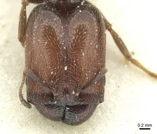 Pheidole arnoldi specimen CASENT0913270 image casent0913270_2