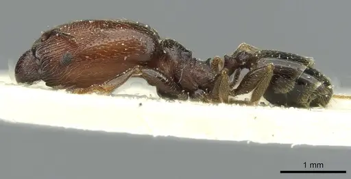 Pheidole arnoldi specimen CASENT0913270 image casent0913270_3