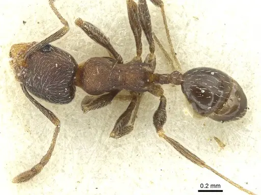 Pheidole arnoldi specimen CASENT0913271 image casent0913271_1