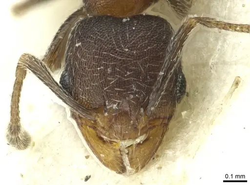 Pheidole arnoldi specimen CASENT0913271 image casent0913271_2