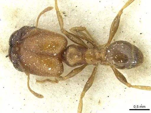 Pheidole arnoldi specimen CASENT0913272 image casent0913272_1