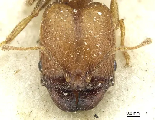 Pheidole arnoldi specimen CASENT0913272 image casent0913272_2