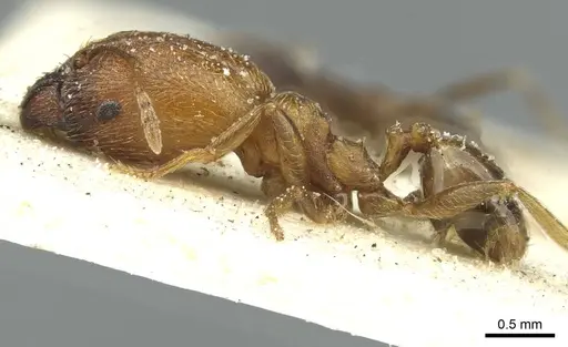 Pheidole arnoldi specimen CASENT0913272 image casent0913272_3