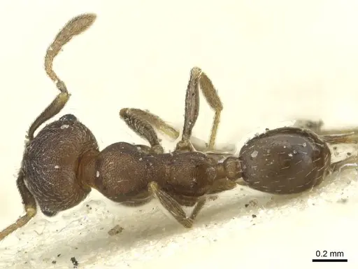 Pheidole arnoldi specimen CASENT0913273 image casent0913273_1