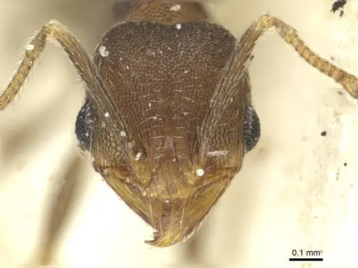 Pheidole arnoldi specimen CASENT0913273 image casent0913273_2