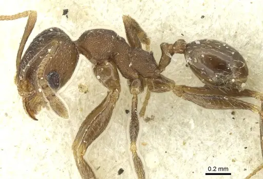 Pheidole arnoldi specimen CASENT0913273 image casent0913273_3
