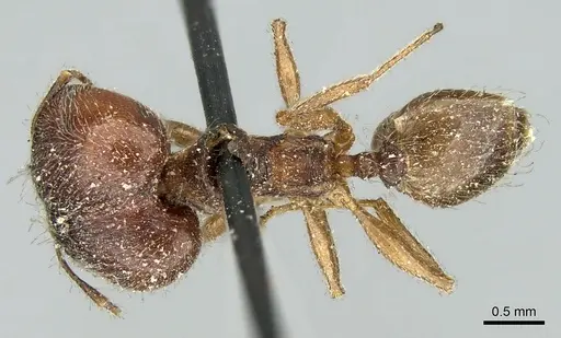 Pheidole aspera specimen CASENT0906608 image casent0906608_1
