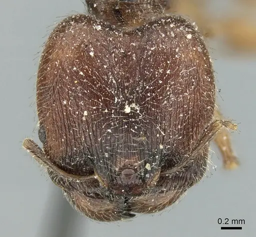 Pheidole aspera specimen CASENT0906608 image casent0906608_2