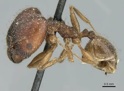 Pheidole aspera specimen CASENT0906608 image casent0906608_3