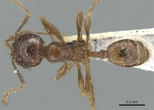 Pheidole aspera specimen CASENT0906609 image casent0906609_1