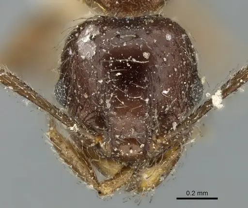 Pheidole aspera specimen CASENT0906609 image casent0906609_2