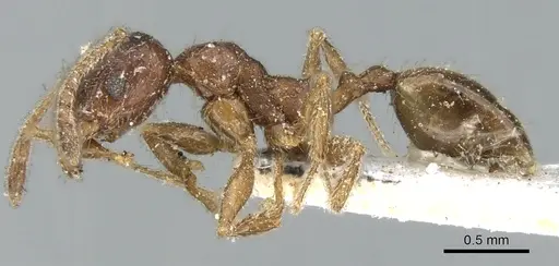 Pheidole aspera specimen CASENT0906609 image casent0906609_3