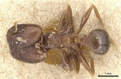 Pheidole asperata specimen CASENT0904243 image casent0904243_1